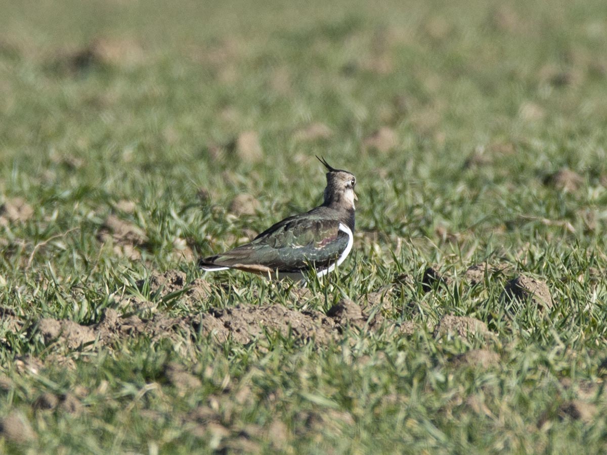 Habitus